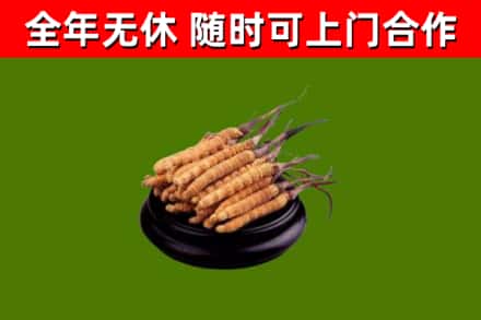 抚顺回收冬虫夏草